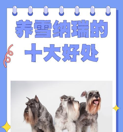 雪纳瑞的价格是多少?购买时应注意什么?