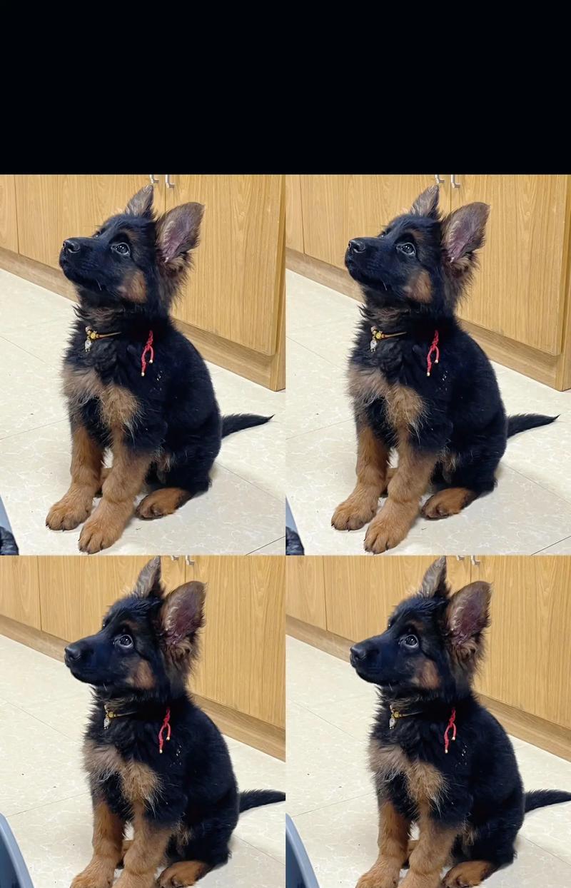 德牧作为儿童陪伴犬合适吗?价格是多少?
