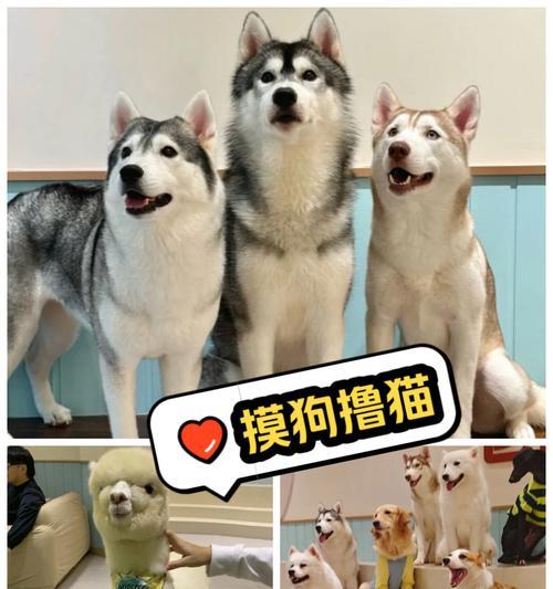 东北酱和羊驼哥有什么区别?这是什么有趣的对比?