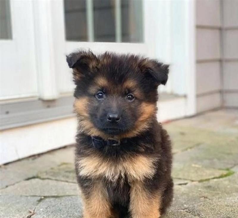 德牧幼犬断奶后应喂食多少量?