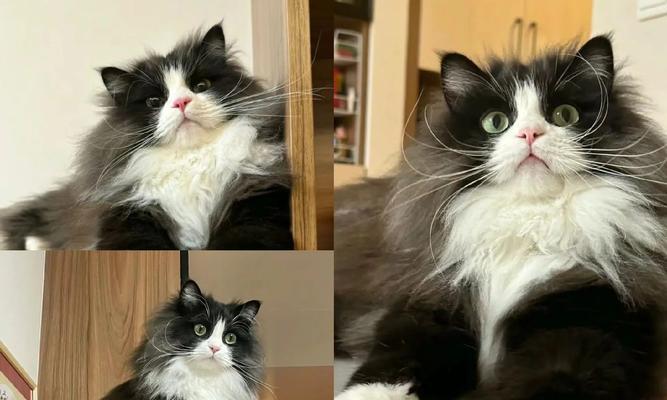 奶牛猫三年龄适合哪种猫粮?