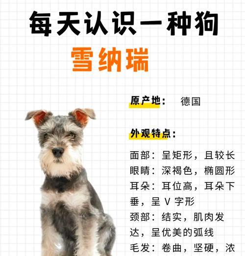 雪纳瑞饭量多少合适?如何计算雪纳瑞的合理饭量?