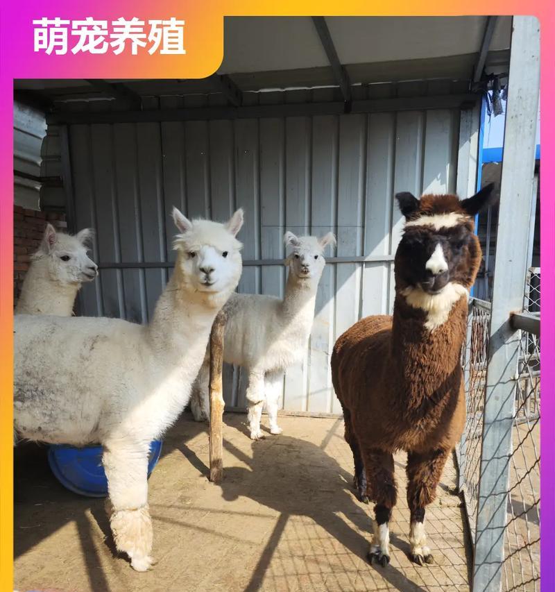 安徽的浣熊羊驼体验馆体验如何?值得去吗?