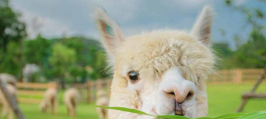 羊驼喷口水后生病了怎么办?如何进行有效的治疗和护理?