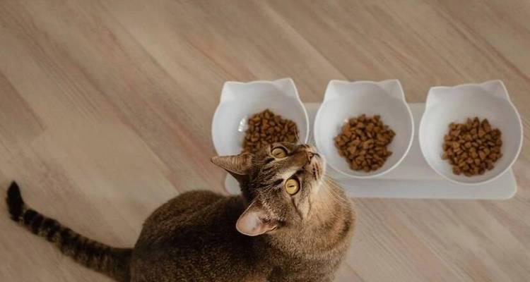 小猫仔可以吃猫粮吗?它们应该叫什么名字?