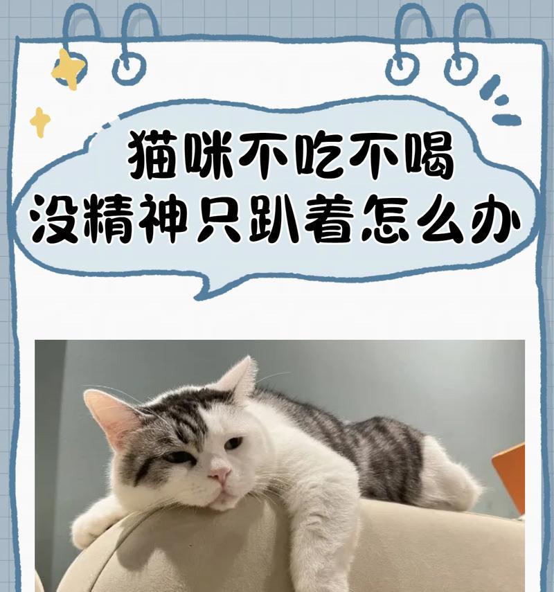 猫吃猫粮后呆滞不活跃是为什么?需要担心吗?