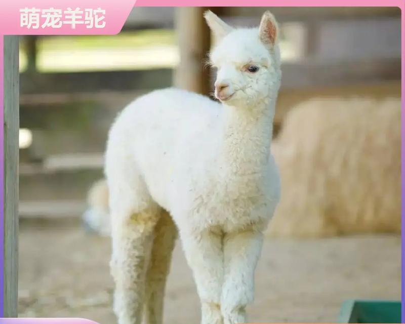 羊驼为啥不吃肉的原因是什么?猫粮怎么计算含肉量多少?