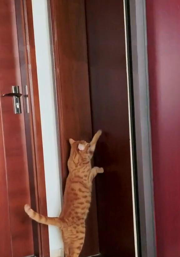 猫咪有猫粮却仍然挠门是什么原因?如何减少猫咪的挠门行为?