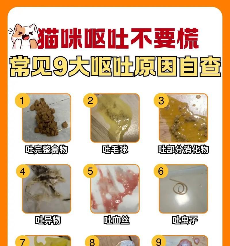 猫粮太硬导致猫咪呕吐该如何处理?有没有推荐的软化方法?