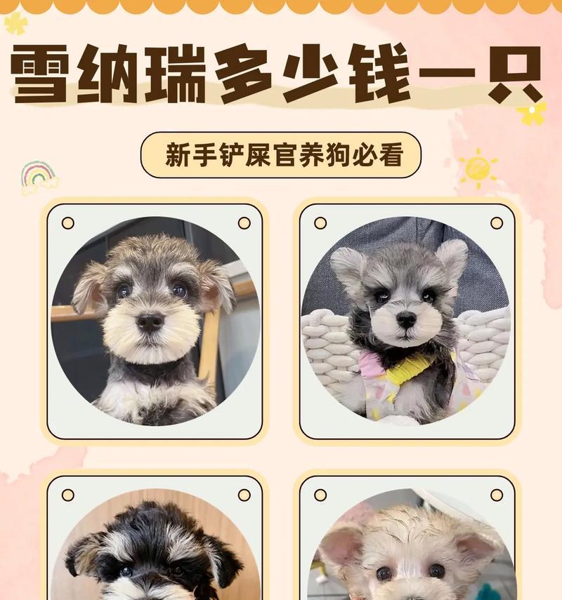 四千元能买到的雪纳瑞品质如何?