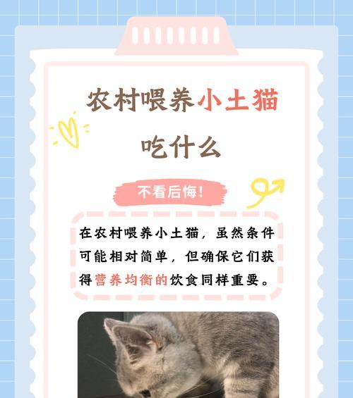 猫咪吐猫粮后应该喂什么食物?