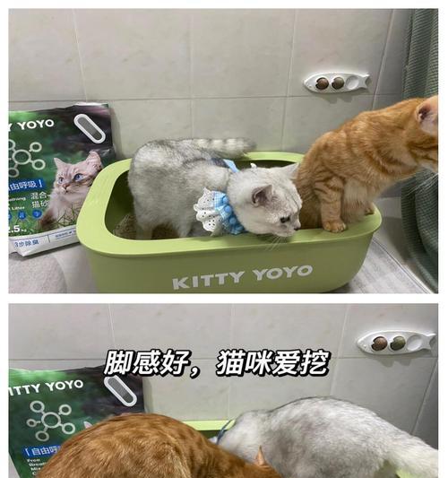 如何选择合适的猫砂盆和猫粮区域?需要注意哪些因素?