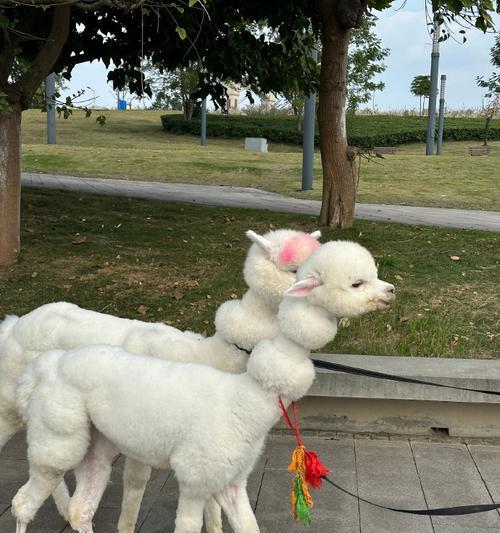 羊驼与羊驼狗有哪些不同?