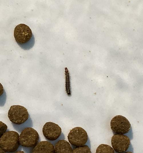 猫粮出现虫子是质量问题吗?如何处理?