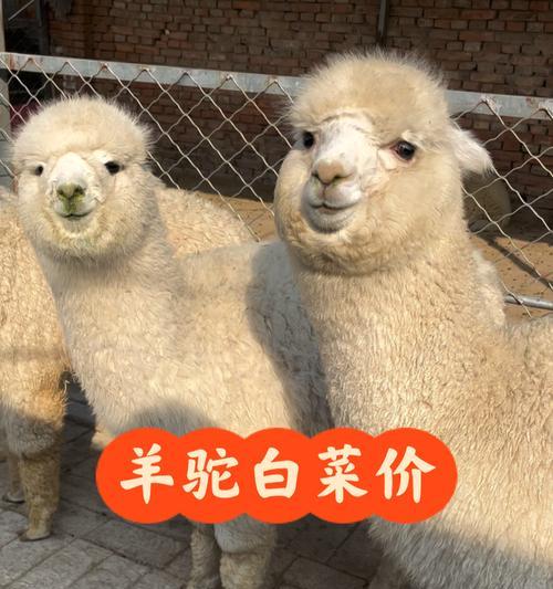 如何用量词描述羊驼的外观?