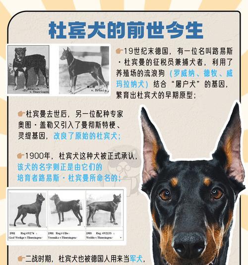 14个月大的杜宾犬应该吃什么狗粮？如何选择合适的幼犬狗粮？