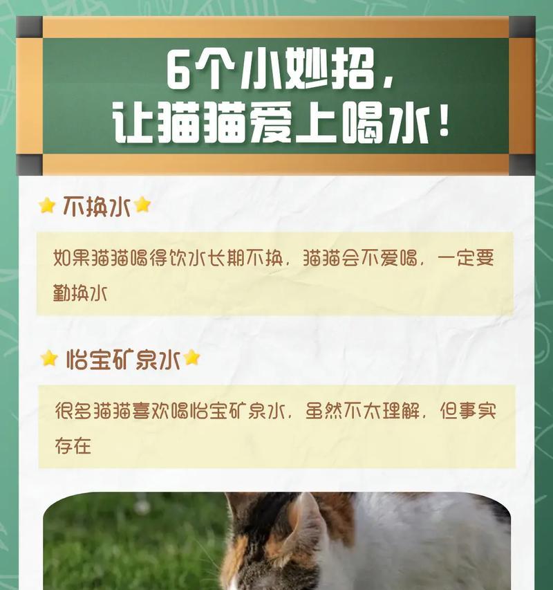 猫夏天不吃饭只喝水怎么办?如何保持猫咪的夏季食欲?