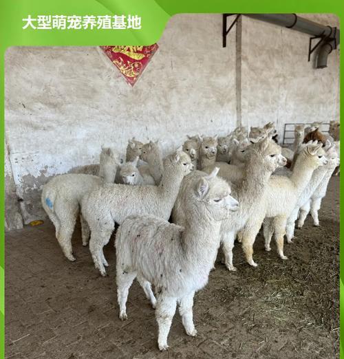 养羊驼的小花名字是什么?小花羊驼的饲养要点有哪些?