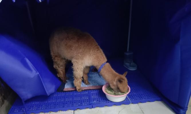 羊驼会不会吃棉花糖呢怎么回事？猫粮幼猫希望吃什么食物？