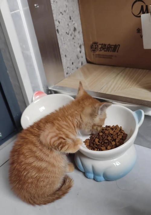 猫咪一天只吃一次猫粮是正常现象吗?