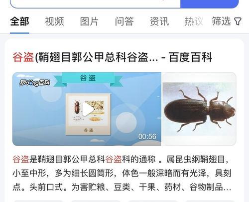 猫粮中生虫的原因及预防措施是什么?