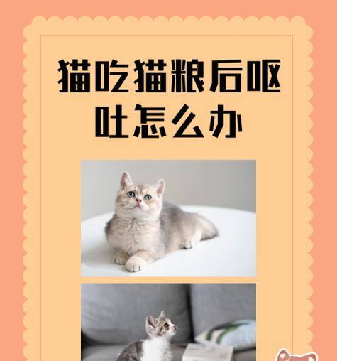 猫妈妈换猫粮呕吐怎么办?如何处理?