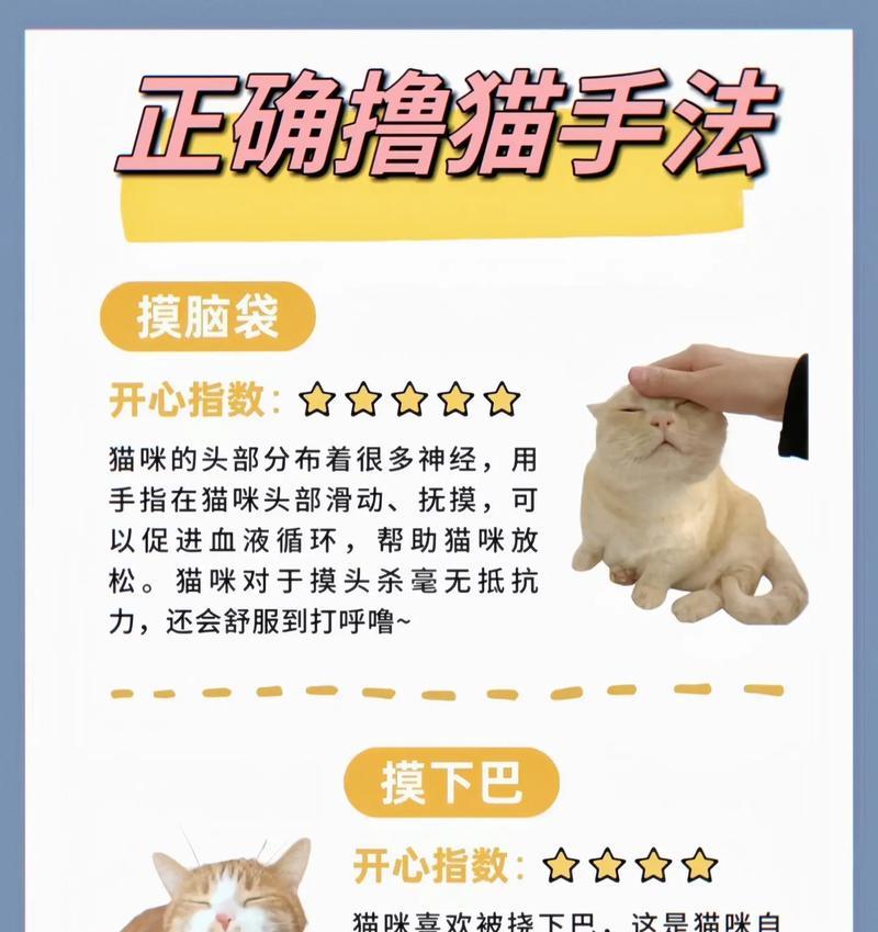 如何训练小猫正确咀嚼猫粮?