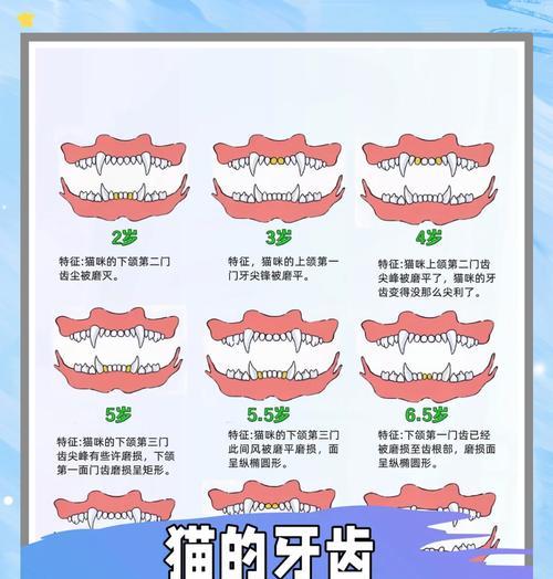 猫咪吃猫粮会损伤牙齿的原因是什么?