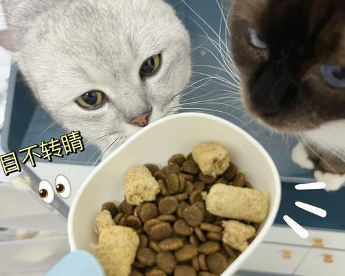 小猫为何坚持只吃猫粮?