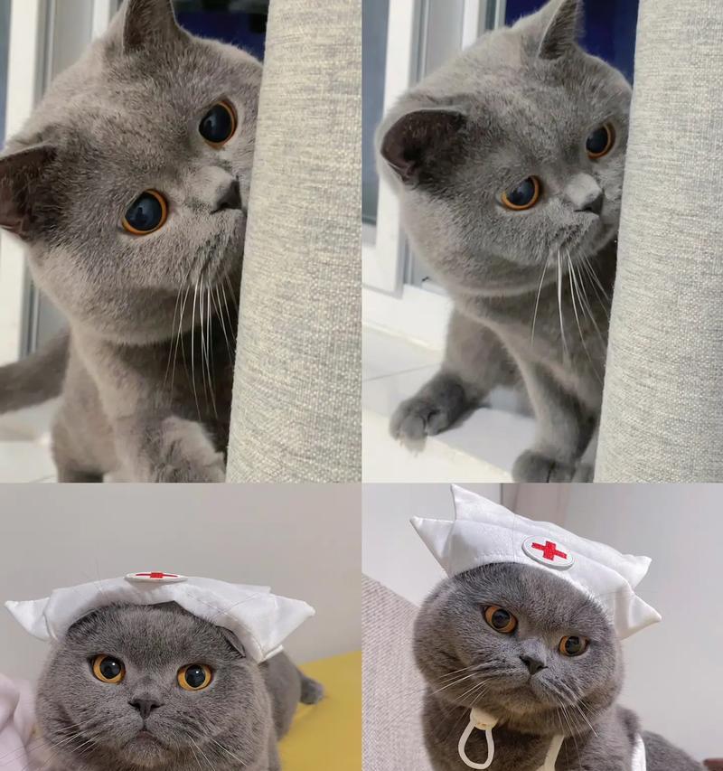 蓝猫怎么喂会粘人的猫粮?有哪些喂养技巧可以增进感情?