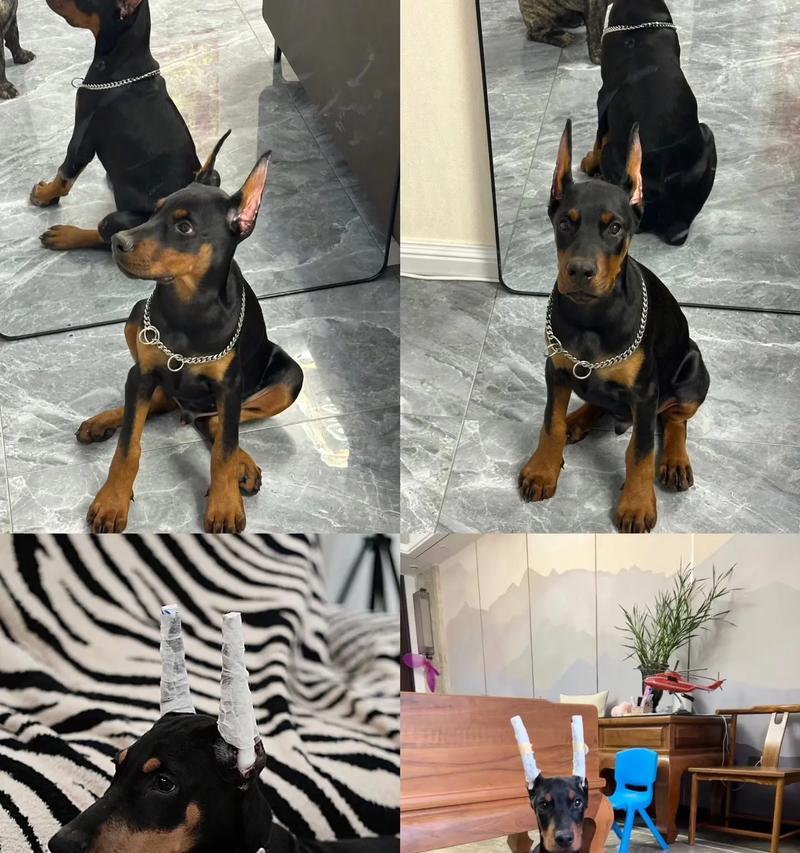 杜宾犬幼犬的狗粮推荐是什么?