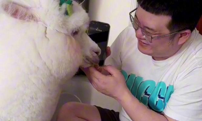 警察遇到宠物羊驼应该怎么办?羊驼遇到警察会有什么反应?