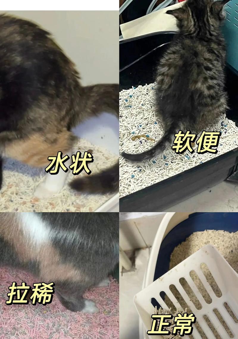 猫小闹猫粮导致拉稀如何处理?