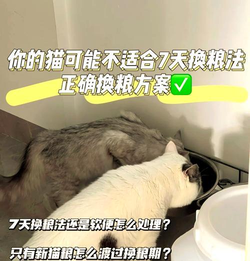 猫粮意外埋猫该如何处理?