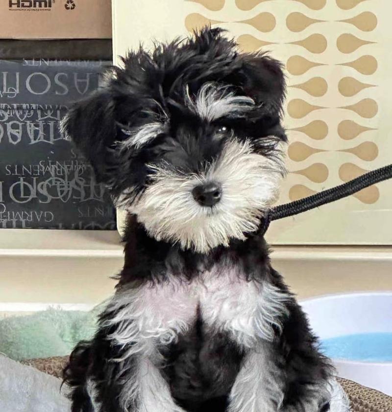 雪纳瑞幼犬的价格范围是多少?如何挑选健康的雪纳瑞?