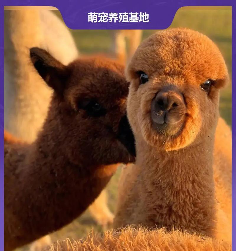 抚摸羊驼时需要注意哪些技巧?