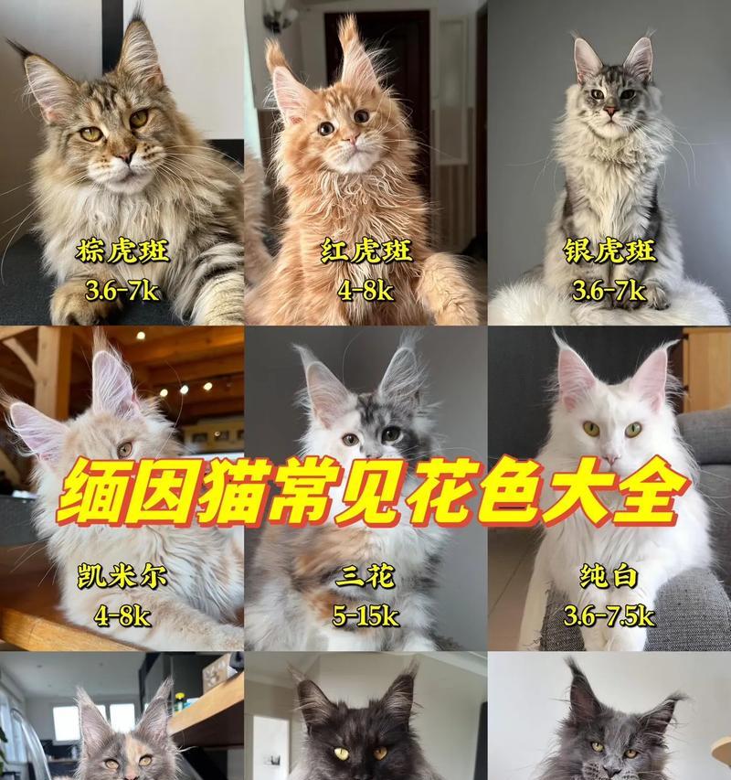 缅因猫成年期应选择哪种猫粮?