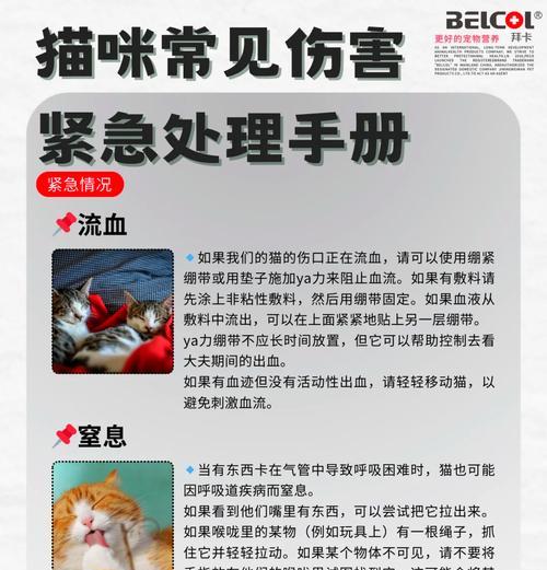 小猫误食毒猫粮后应如何急救?