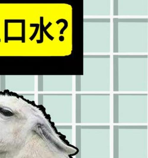 羊驼为何缺少上牙齿?生理结构有何特殊?