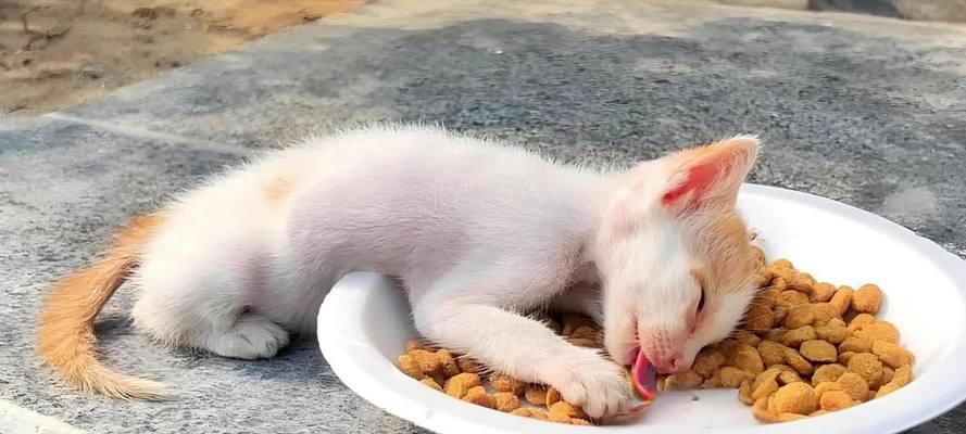猫咪吃猫粮时抬头愣住是什么原因?需要担心吗?