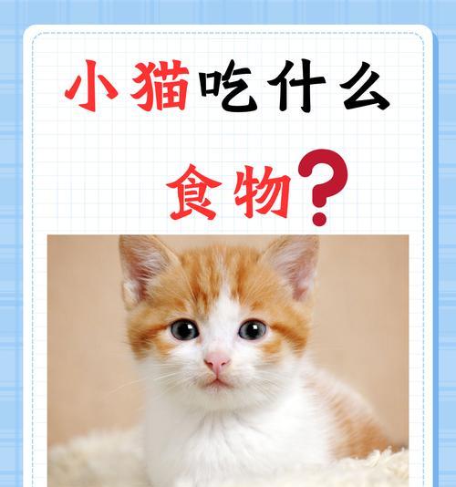 怎么引导猫多吃猫粮呢?有哪些有效的方法?