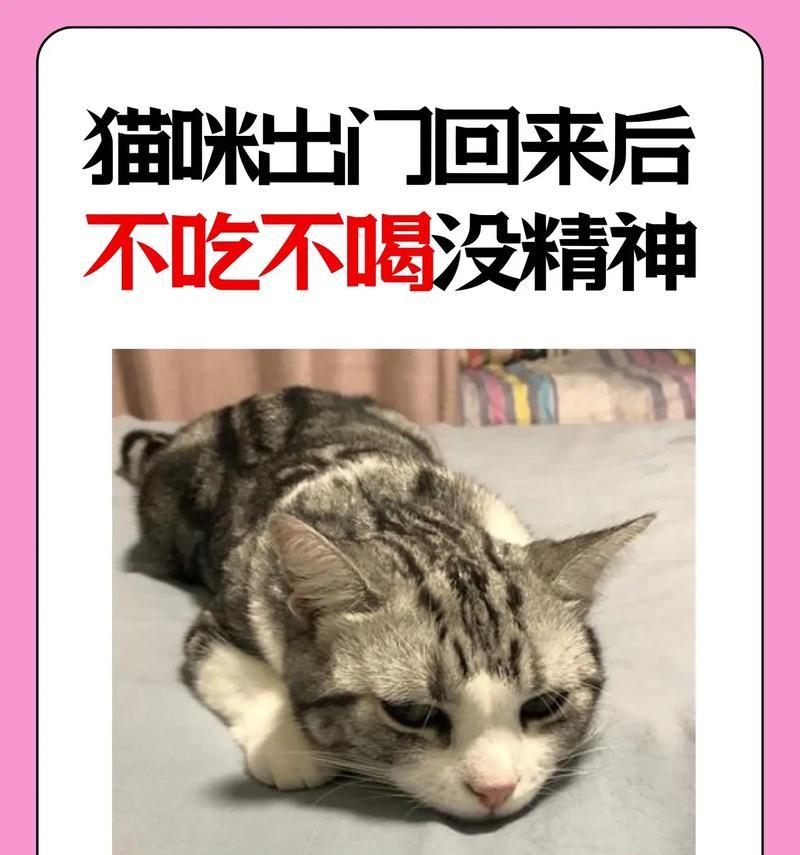 猫不肯吃猫粮该怎么办呢?有哪些方法可以尝试?