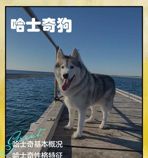 哈士奇的价格是多少？购买时需要考虑哪些因素？