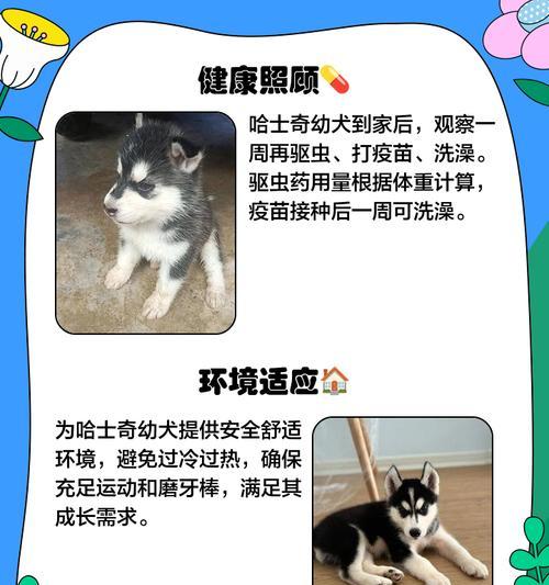 养一只哈士奇需要多少预算？费用包括哪些方面？