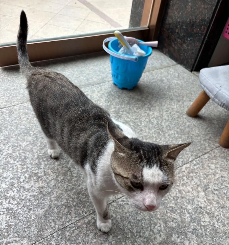 如何训练宠物猫的打架能力（打造强壮有力的猫咪战士）