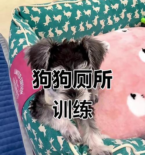 如何训练你的宠物狗去家用厕所（从基础开始）