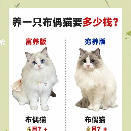 布偶有猫癣值多少钱?如何治疗猫癣并预防复发?