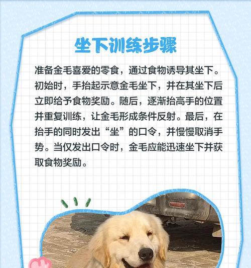如何培养金毛犬的聪明才智？有哪些训练技巧？