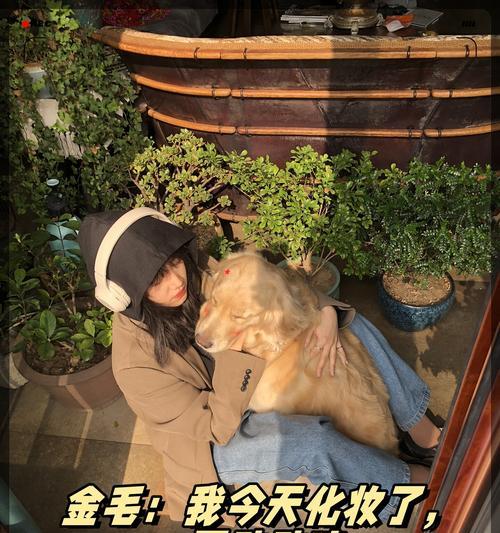 金毛犬如何化妆才能显得更清纯？