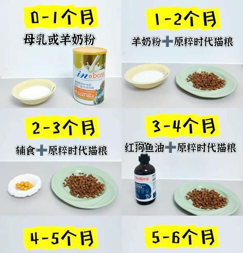 小猫最适合吃什么食物？如何为小猫选择合适的饮食？